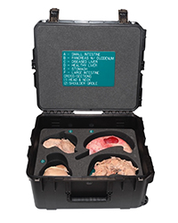 Digestive Anatomy Kit