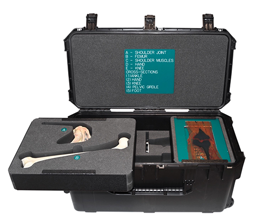 Anatomy Kit