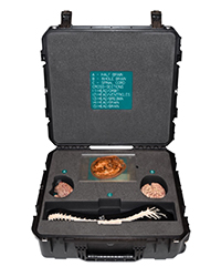 Nervous System Anatomy Kit