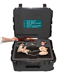 Urogenital Anatomy Kit